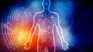 Seven-Day Fast Triggers Deep Molecular Changes After Day Three