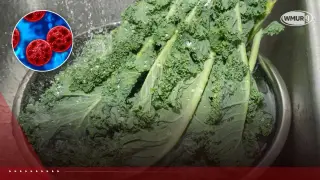 Lettuce-Linked Cyclospora Infections Hit New Hampshire Hospital
