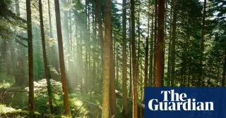 Forests' carbon sink may be weaker than photosynthesis alone implies