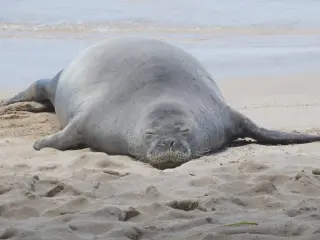Hawaiian monk seal rock-throwing case sparks doxxing and threats against accused