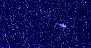 Brine Shrimp Reveal Geometry Can Reverse Turbulent Energy Flow