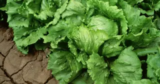 Iceberg lettuce eyed as possible source in cyclosporiasis outbreak tied to Taylor Farms