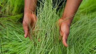 Ancient grains under scrutiny: are quinoa and spelt truly healthier?
