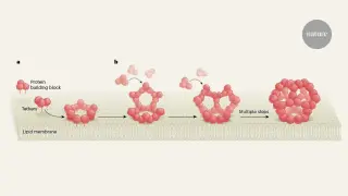 Live View of Virus-Like Shell Assembly