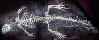 UV Light Reveals Hidden Soft Tissues and Color Patterns in 125-Million-Year-Old Crocodile Fossil