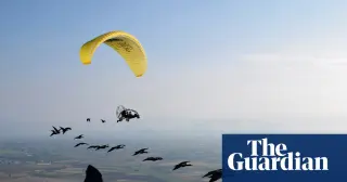 Human-led migration guides bring 15 new bald ibises to northern Spain