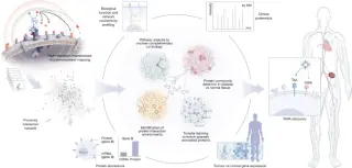 Proximity maps uncover TAPAs for guiding cancer co-targeting