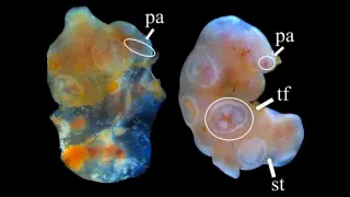 Sea cucumber tissue defies death, surviving and regenerating for years in seawater