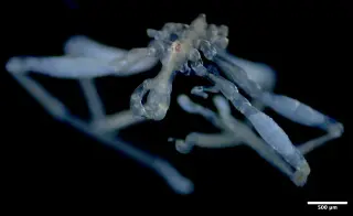 UBC Researchers Unveil Two New Sea Spider Species in Salish Sea After Century Gap