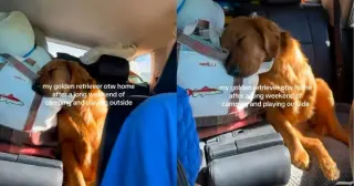 Golden Retriever Catches a Post-Camping Nap in the Backseat