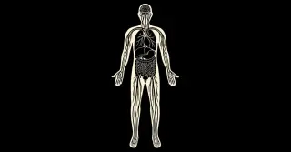 Interstitium Unveiled: The Body's Hidden Fluid Highway