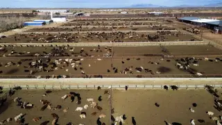 Texas hit by New World screwworm sparks cattle industry alarm