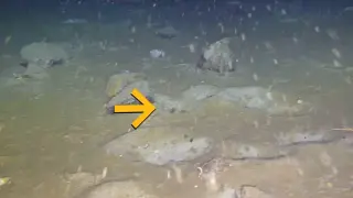 Hidden Nesting Fortress: Antarctic Fish Form Six Geometric Clusters
