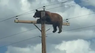 Colorado’s bears go urban as drought drives record bear-human conflicts