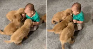 Toddler Crowned Pack Leader by Playful Golden Retriever Pups