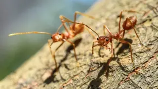 Viral DNA Fragments Drove Ant Explosion After Asteroid Impact