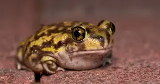 New Ice Age Spea labreae Toad Found at La Brea—A Clue to Ancient LA Climate