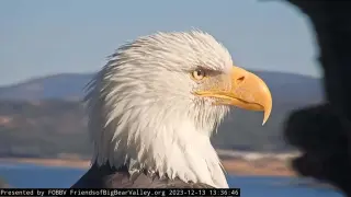 Iconic California bald eagle Jackie fights for survival as vets search for cause