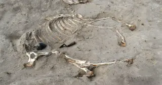 Ancient Egyptian Warhorse Buried with Honors Unearthed in Nile Delta Fortress