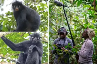 Congo’s orange-lipped monkey roars onto the scene: a new primate species