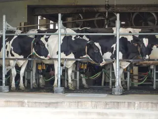 Tariffs Stall Canadian Dairy Exports, Raising Milk Dump Risks