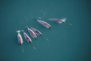 Narwhal tusk twist traced to hidden double-helix blueprint