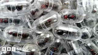 Kenya jails Chinese national for smuggling live ants to China