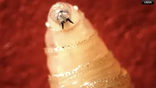 Idaho tightens animal imports after screwworm detection