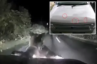 Hokkaido driver survives bear attack after vehicle is shaken and clawed
