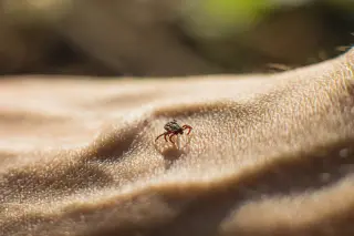 Powassan virus: rising tick-borne threat as US tick season lengthens