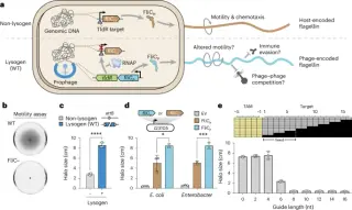 RNA-guided phage remodeling boosts bacterial motility and gut colonization