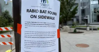 Authorities seek bystander seen handling rabid bat in downtown Minneapolis