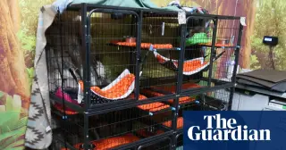 Orlando Sloth World faces probe after 31 sloths die in warehouse