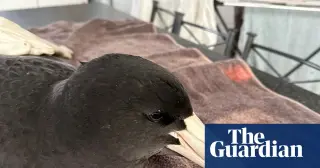 H5N1 hits Western Australia’s offshore seabirds, triggering wildlife health alert