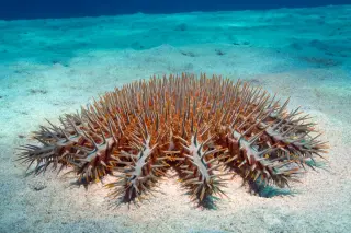 Crown-of-Thorns: The Venomous Giant Starfish Threatening Coral Reefs
