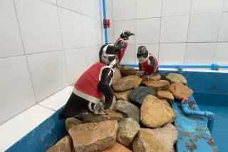 Copper-vest Therapy Helps Chilean Penguins Heal