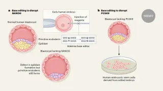 Base editing uncovers NANOG’s essential role in early human embryogenesis
