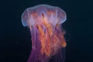 Videographer Captures Record-Breaking Lion’s Mane Jellyfish in Pacific Night Dive