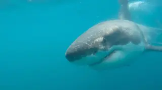 Drone captures close encounter as great white sharks lurk near kids off Southern California coast