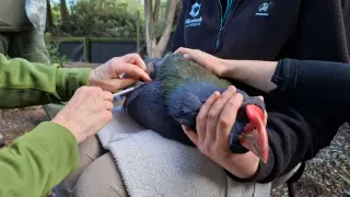 NZ moves to vaccinate endangered birds as H5N1 arrives