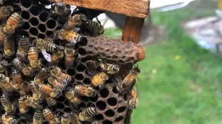 Queen bees raised in a self-made wax palace