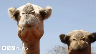 Africa's camels tested by record heat and drought