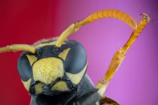 Pacific Northwest Faces Invasive Asian Giant Hornet: Deadly Venom and Hive Raids