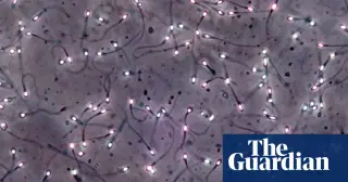 First successful fertility restoration from frozen prepubertal testicular tissue