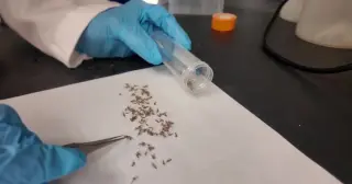 Wake County Mosquitoes Build Resistance to Home Sprays, Researchers Say