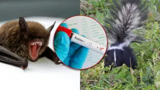 Rabies Outbreak in SC Wildlife Triggers Pet Quarantines Across Four Counties