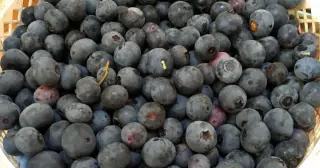Publix expands berry recall amid E. coli outbreak tied to GreenWise blueberries