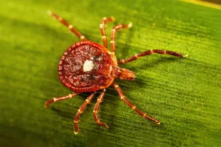Martha's Vineyard launches first long-term study to decode alpha-gal allergy from tick bites