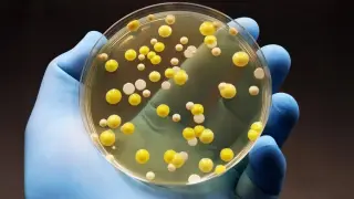 Graphene oxide: selective bacteria killer that spares human cells