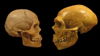 Connectivity over conquest: human networks may have edge over Neanderthals, study says